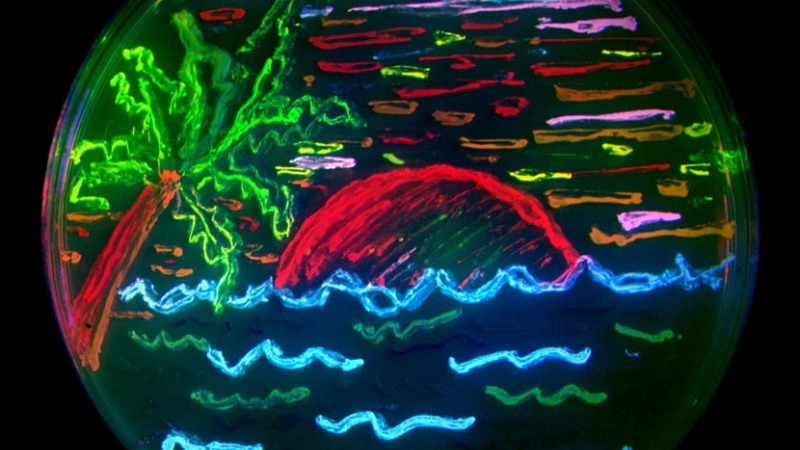 *FPbeachTsien, por Alexandra Daisy Ginsberg / Chris Woebken / James King / Tobias Gross / Ute Deichmann / Michael Fisch, tomado de Wikimedia Commons. Licencia Creative Commons Atribuci&oacute;n-CompartirIgual 3.0 Unported (CC BY-SA 3.0)*